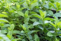 Grow Mint Outdoors: 8 Practical Tips for Lush, Fragrant Plants