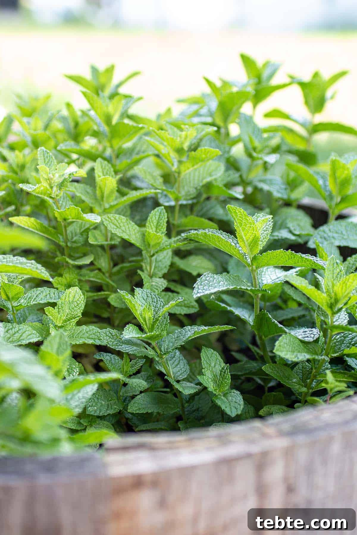 Grow Mint Outdoors: 8 Practical Tips for Lush, Fragrant Plants 2 A wine barrel with a mojito mint plant growing inside.