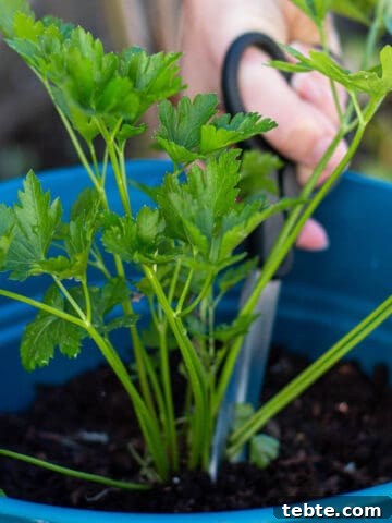 A pair of scissors cutting a stalk form a parsley plant.