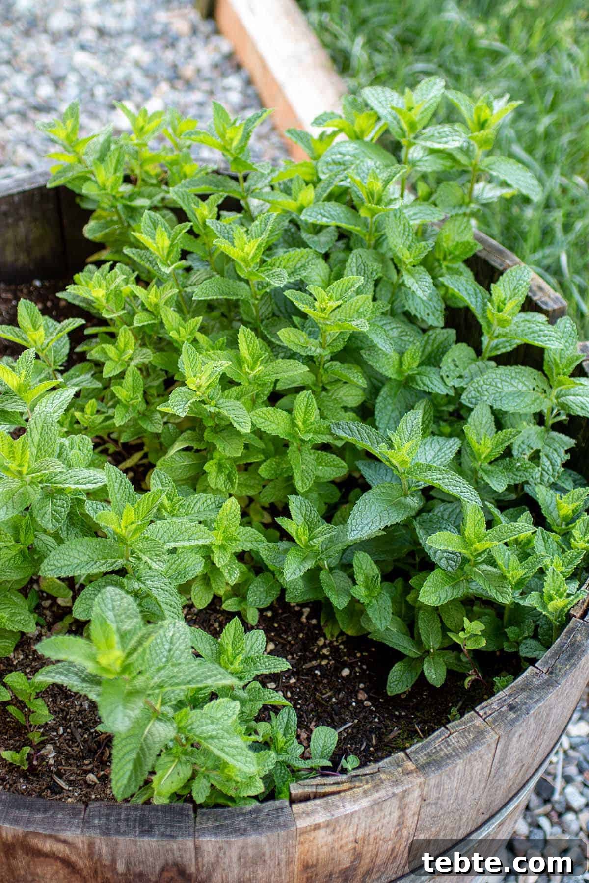 Grow Mint Outdoors: 8 Practical Tips for Lush, Fragrant Plants 4 A wine barrel with a large mint plant.
