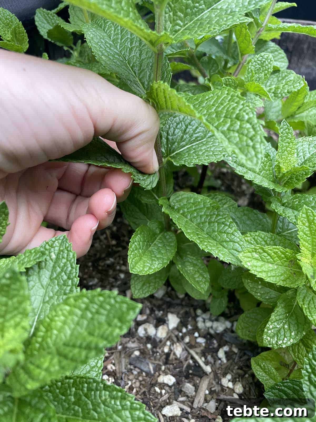 Grow Mint Outdoors: 8 Practical Tips for Lush, Fragrant Plants 5 A hand pinching off a leaf from a mint plant.