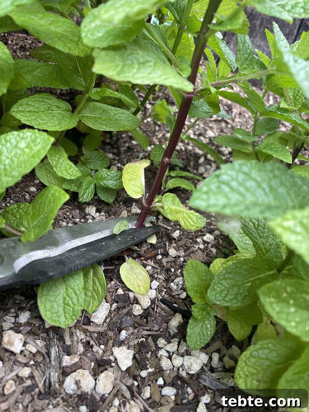 Grow Mint Outdoors: 8 Practical Tips for Lush, Fragrant Plants 6 Garden sheers cutting off a mint stalk.