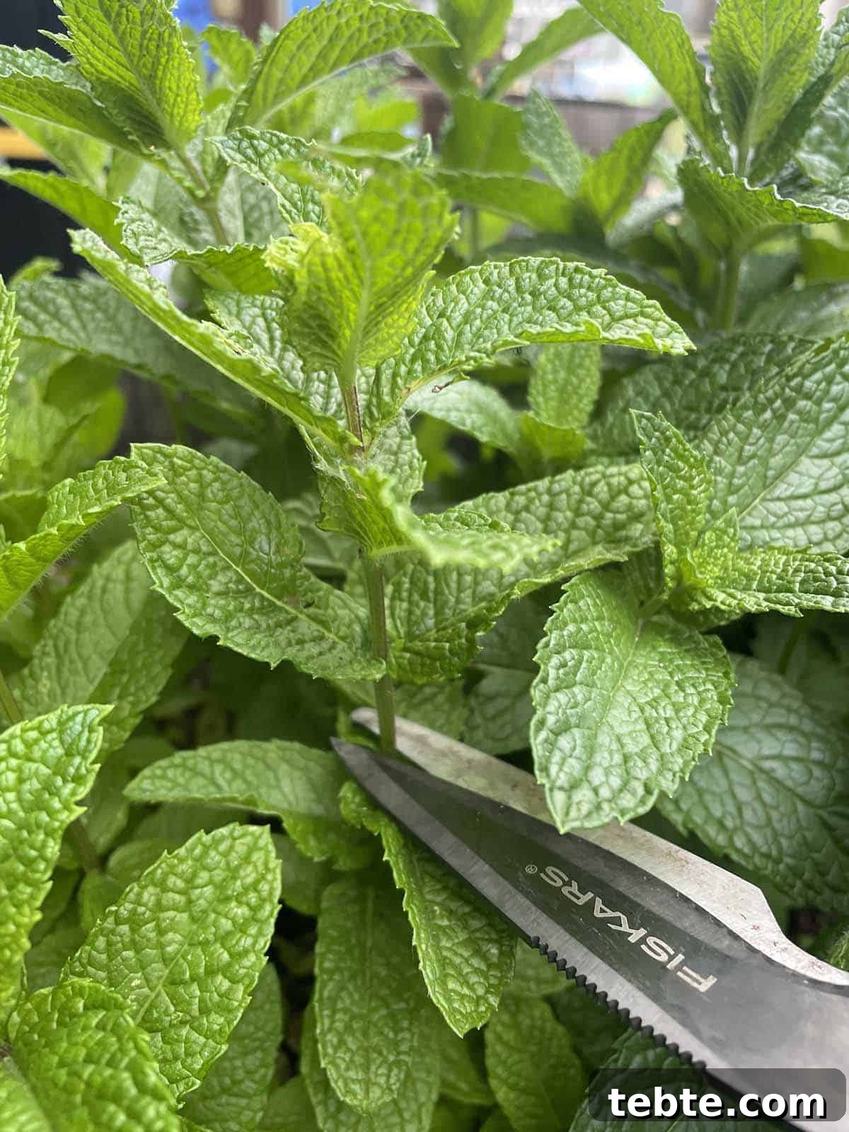 Grow Mint Outdoors: 8 Practical Tips for Lush, Fragrant Plants 7 img 10160 6