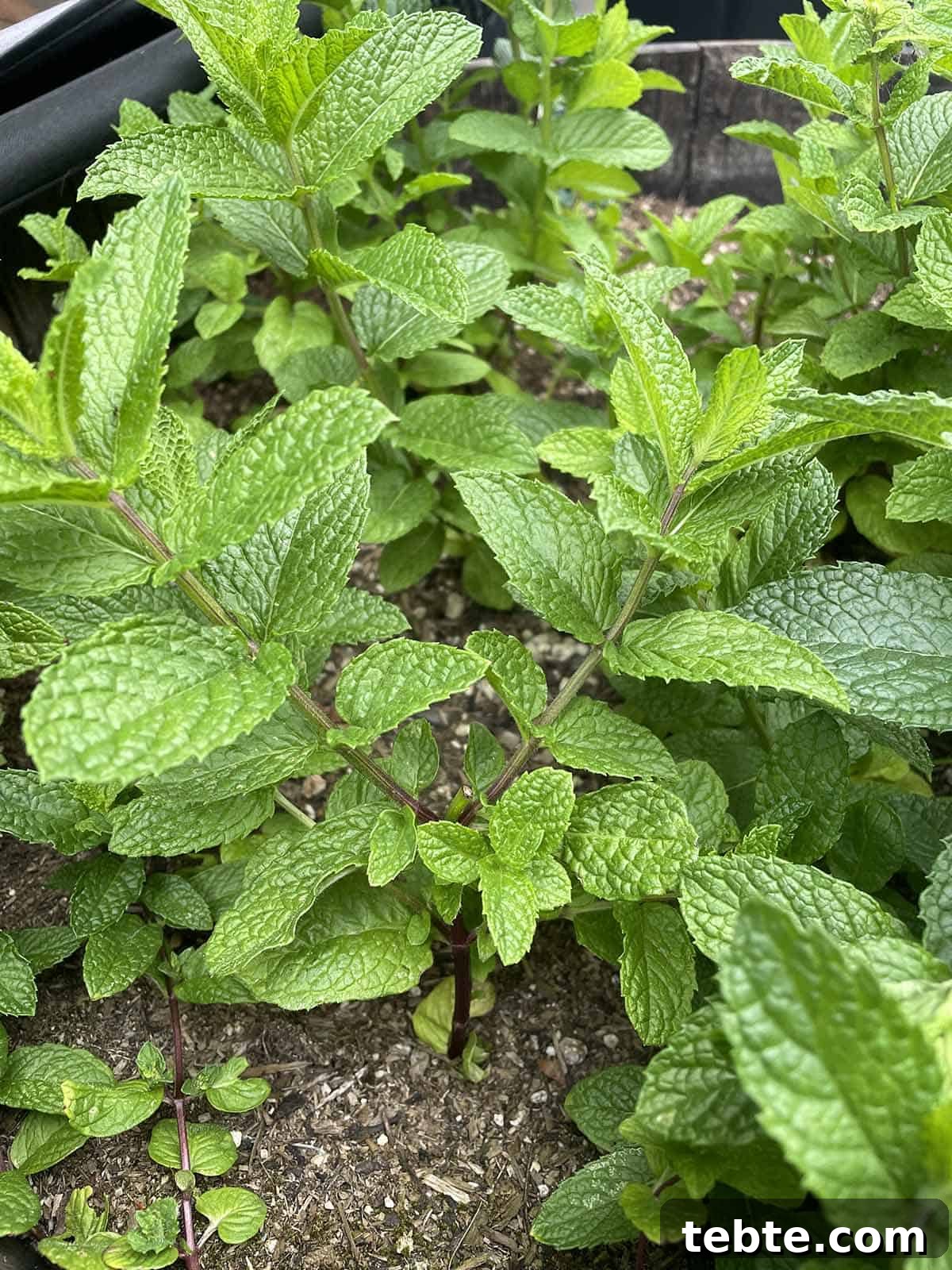 Grow Mint Outdoors: 8 Practical Tips for Lush, Fragrant Plants 8 img 10160 7