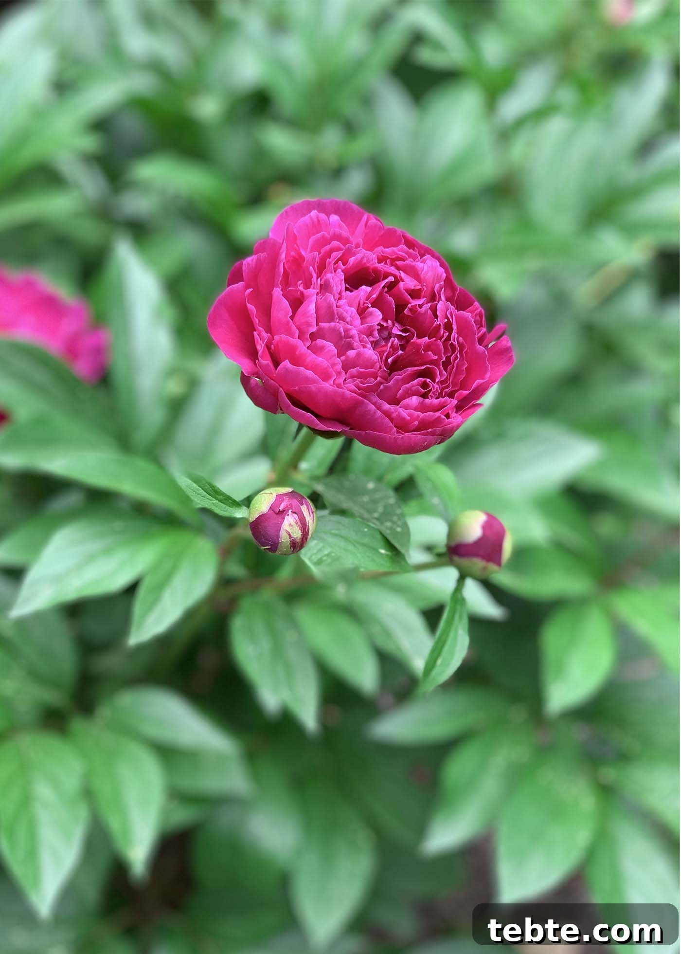 5 Must-Know Updates for June 2021 2 A deep pink peony in bloom against a backdrop of green leaves and buds.