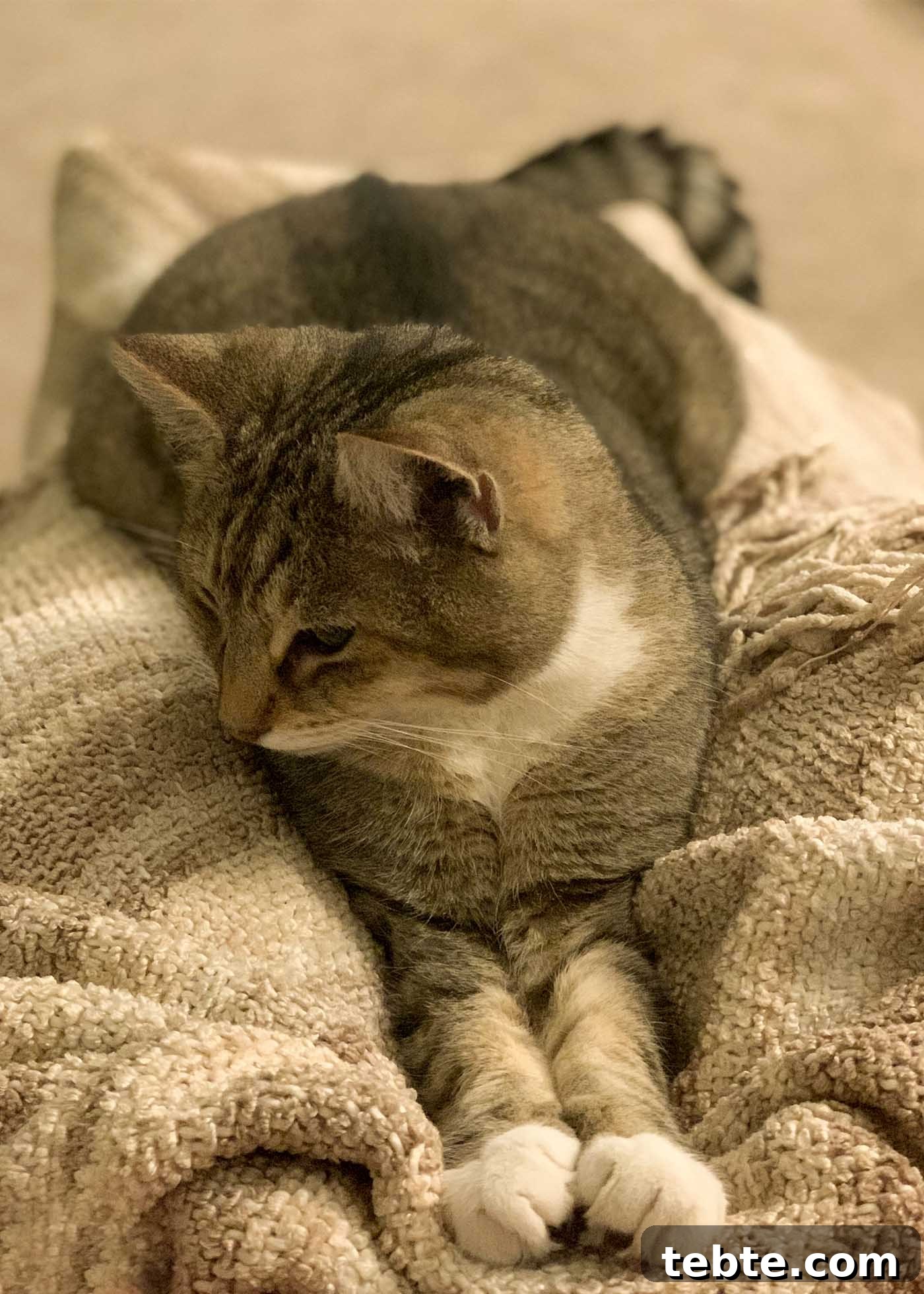 5 Must-Know Updates for June 2021 5 A brown tabby cat with a white bib and paws stretched out on a brown blanket on a lap.