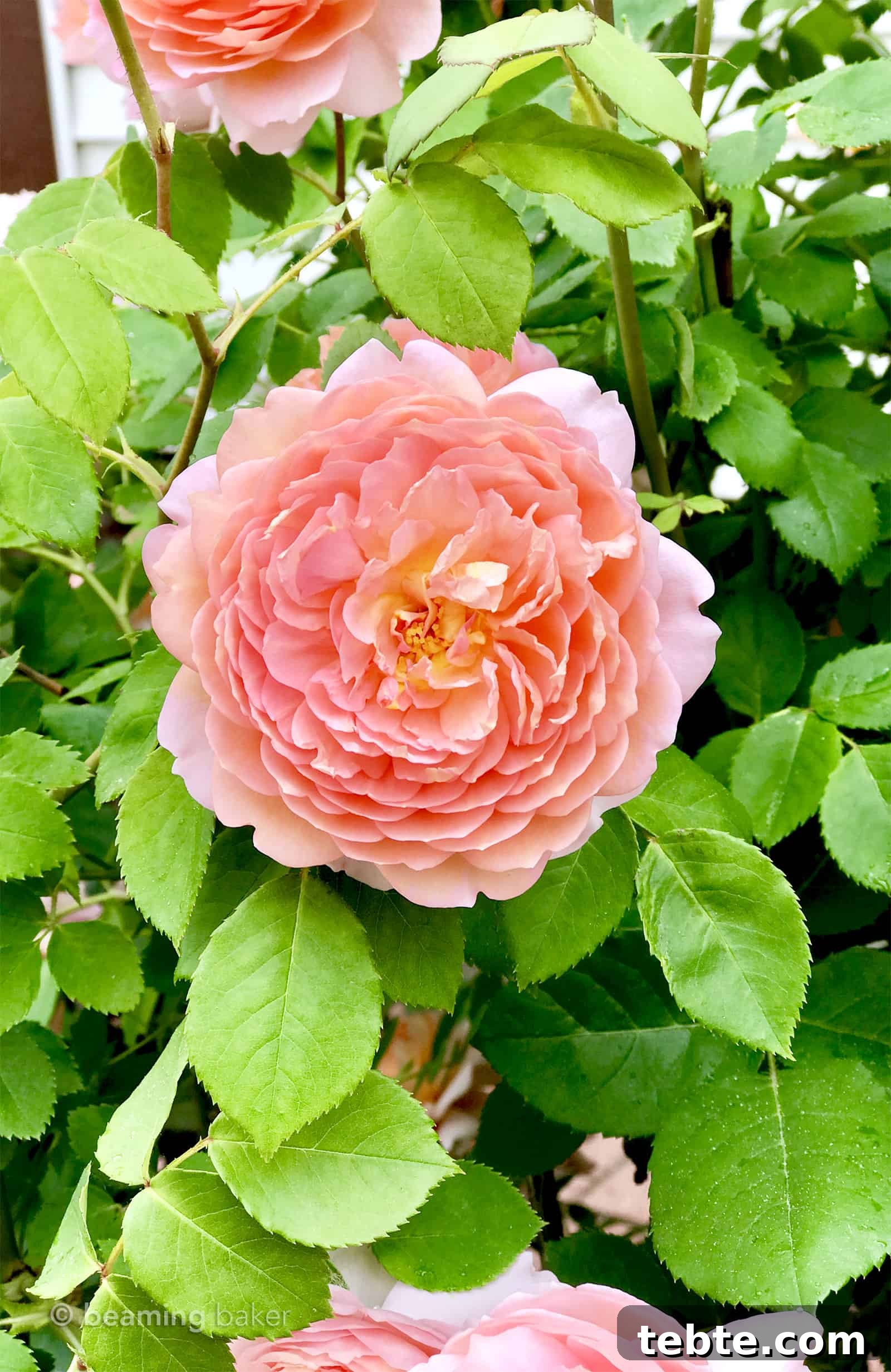 Coffee Talk 12: a chance to catch up on the little things in life—both sweet and salty! April 2019