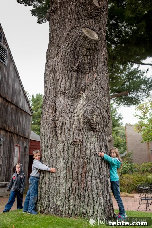 10 Compelling Reasons to Visit Old Sturbridge Village PMID 19 giant tree