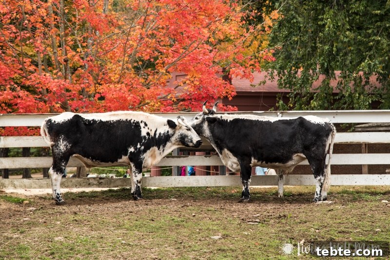 10 Compelling Reasons to Visit Old Sturbridge Village PMID 23 Old Sturbridge Village oxen