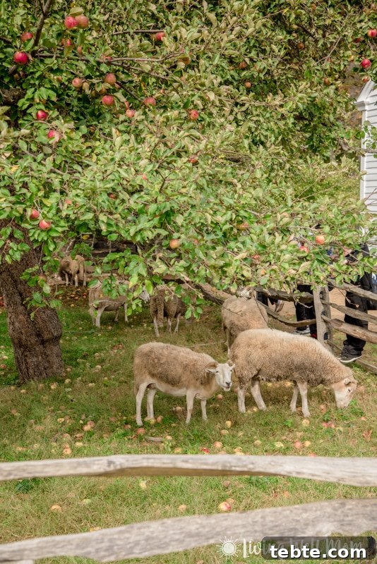 10 Compelling Reasons to Visit Old Sturbridge Village PMID 24 Old Sturbridge Village sheep
