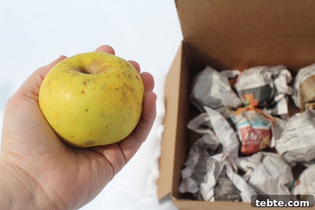 30+ Proven Methods for Preserving Apples All Year Round 3 Root Cellar Apples in Spring