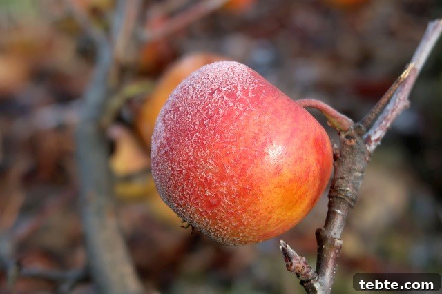 30+ Proven Methods for Preserving Apples All Year Round 21 Apples are allowed to freeze on the tree before pressing to concentrate sugars for ice wine.