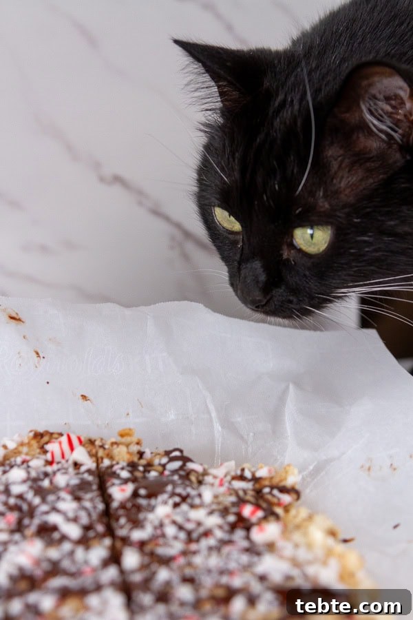 Peppermint Rice Krispies Treats Recipe for Festive Holidays 3 a black cat looking at peppermint treats.