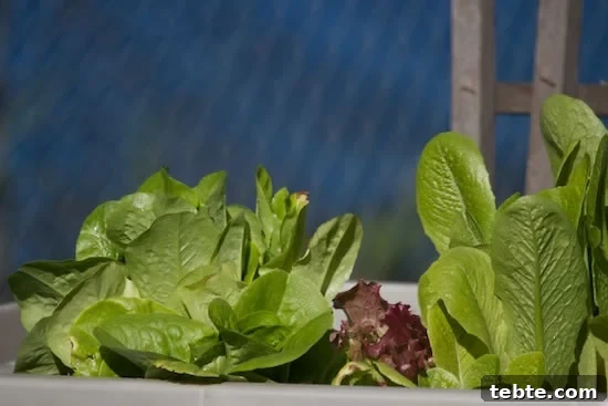 So you want to be an Urban Farmer? Growing Lettuce