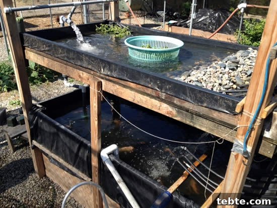 So you want to be an Urban Farmer? Talapia and Watercress Farming