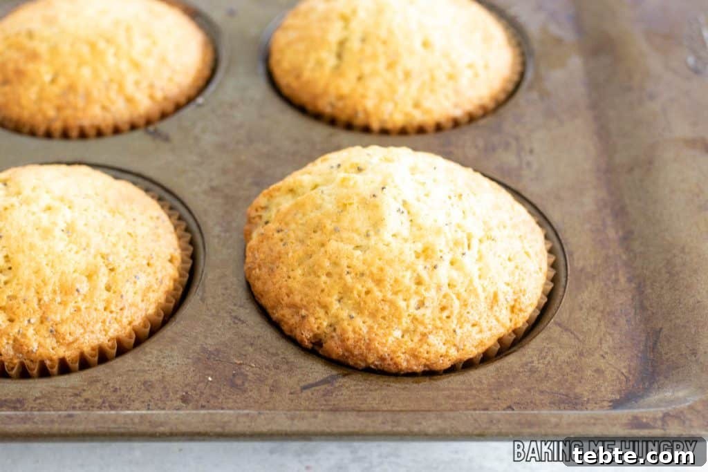 Citrus Poppy Seed Muffins with Orange Zest 9 baked muffins in pan