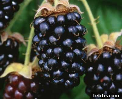 Rustic Naked Marionberry Layer Cake 3 up close photo of a fresh marionberry on a bush